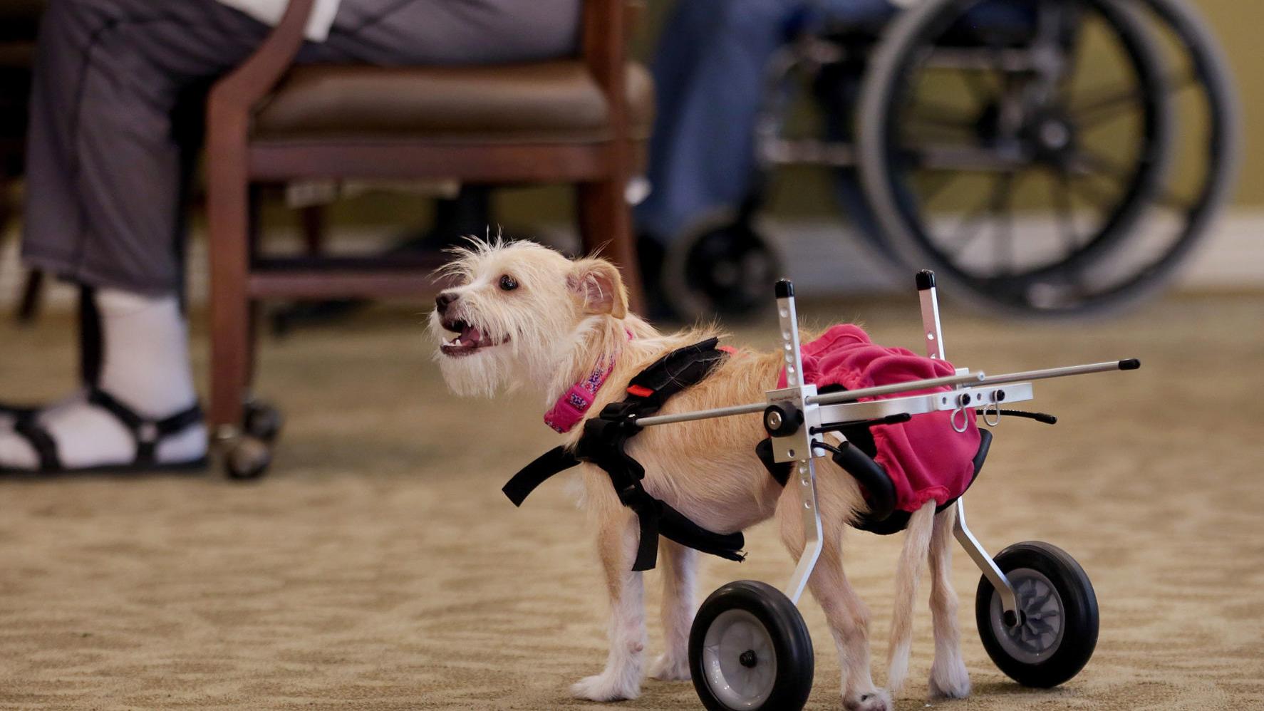 Scooter brings joy, love to seniors at Tucson assisted living residence